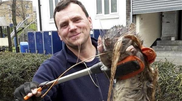 بالصورة: العثور على جرذ بحجم كلب في لندن