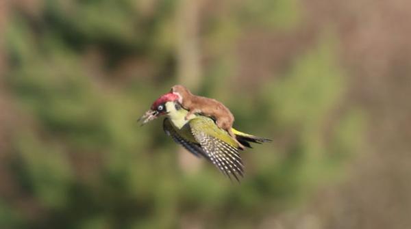 شاهد.. الصورة التي وصفت بالأجمل في التاريخ