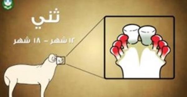 بالفيديو.. الشروط الواجب توفرها في أضحية العيد السليمة
