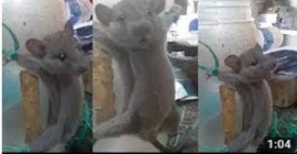 بالفيديو. رجل يعذب فأرا بعد محاولة سرق الطعام من متجره