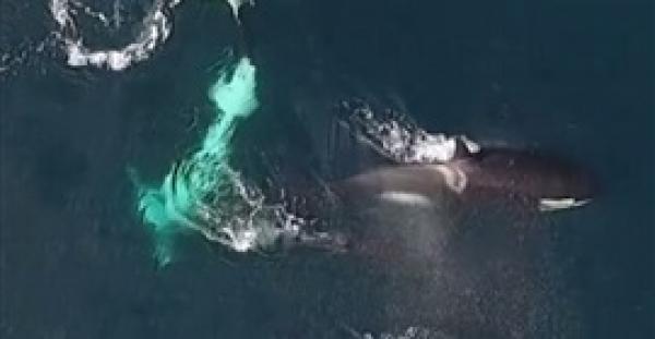 بالفيديو .. حيتان قاتلة تلتهم سمكة قرش ضخمة