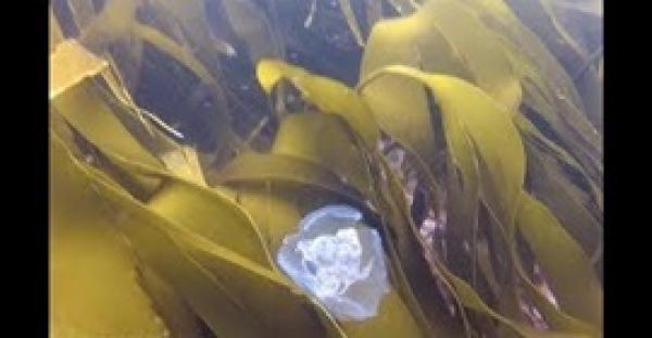 بالفيديو والصور.. قناديل البحر تحاصر غواصا في مشهد مميز