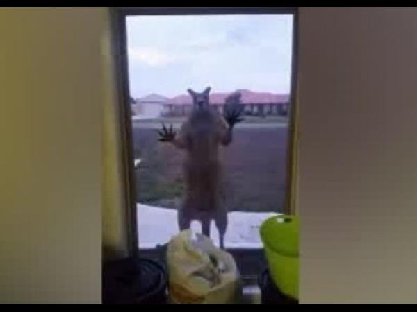 بالفيديو: كنغر غاضب يحتجز عائلة داخل منزلها