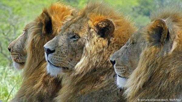 ماهي القصة الفريدة وراء عيش رجل مع الأسود؟