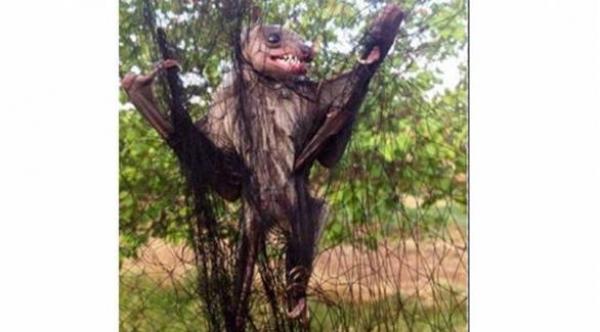 بالصور: العثور على خفاش عملاق في لبنان
