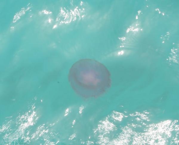 قناديل البحر تغزو شواطئ تطوان وهذه توجيهات الأطباء والمسعفين !!