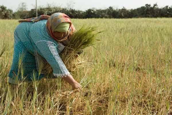 أخنوش: صرف 350 مليون درهم لفائدة الفلاحين المتضررين من الجفاف