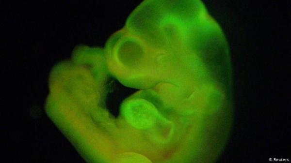 للمرة الأولى في العالم- اليابان تسمح بتطوير هجين بشري حيواني