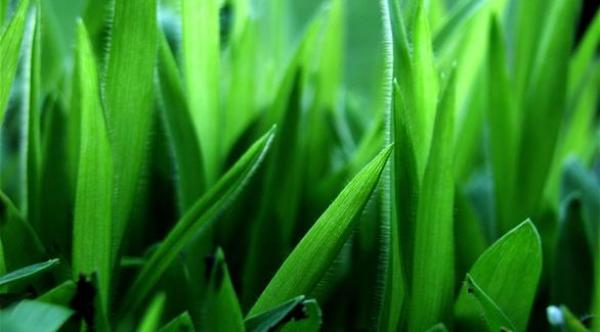 أفضل 7 أطعمة تنقي الجسم من السموم وتقاوم السرطان