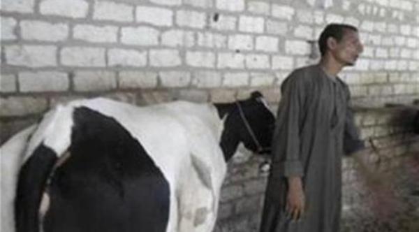 سكان قرية مصرية يعتقدون أن لبن بقرة يشفي من الأمراض