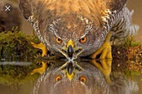 مخاوف من موت آخر "نسر" ذهبي في أنجلترا