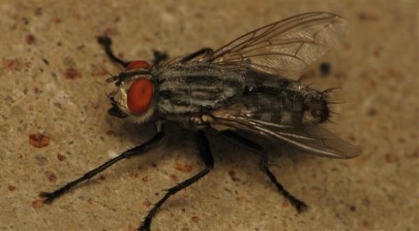 ذباب المنازل ينقل الأمراض أكثر مما نعتقد
