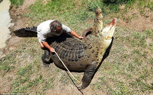 بالفيديو: شاهد كيف امتطى هذا الأمريكي ظهر تمساح ضخم