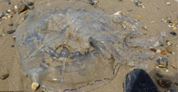 بالفيديو.. ظهور قنديل بحرعملاق ببريطانيا يثير ذعر المصطافين