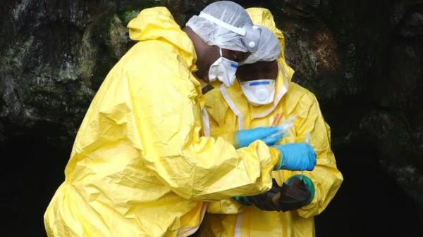 رحلة البحث عن مصدر فيروس كورونا المستجد في غابة الغابون