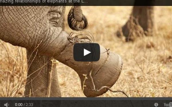 بالفيديو: قطيع فيلة يتعاون لإنقاذ أحد أفراده علقت قدمه في سلك شائك