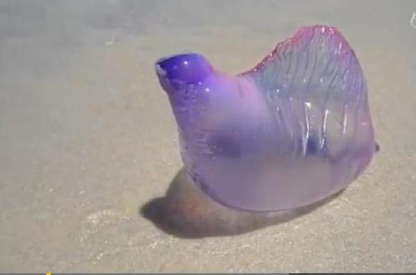 مخلوق غريب يظهر على شواطئ البرازيل