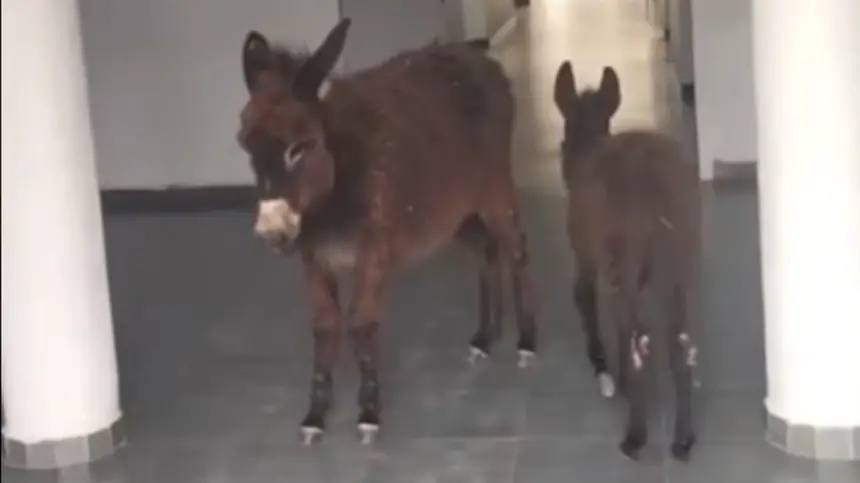 ظهور حمارين في بهو مركز صحي يثير استنفار مندوبية الصحة بالخميسات