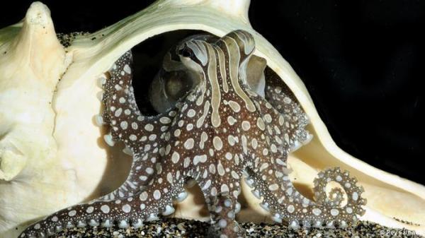 الجنس عند الأخطبوط مغامرة نهايتها الموت!