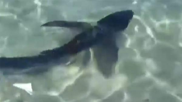 بالفيديو..سمكة قرش ترعب رواد شاطئ إسباني