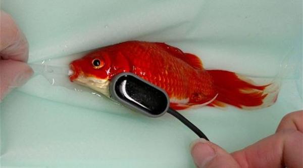 عملية جراحية لعلاج سمكة من الإمساك في بريطانيا استغرقت 50 دقيقة