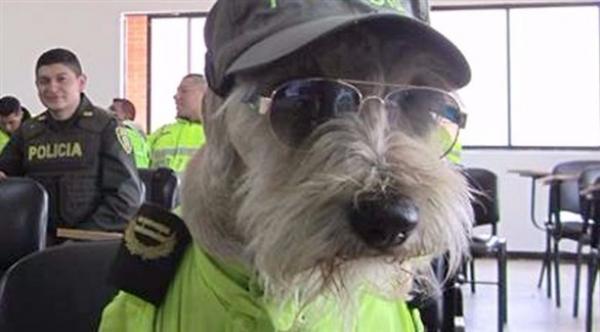 تعرف على الكلب الذي تحول إلى شرطي في كولومبيا