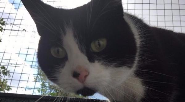 مستشفى اسكتلندي يوظف قطاً اعتاد زيارة المرضى بشكل متكرر