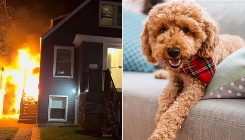 بطل وزنه 5 كغ فقط... كلب صغير يُنقذ عائلته من حريق مدمر في نيويورك