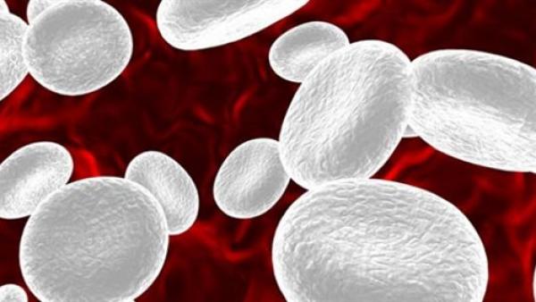 مشروب طبيعي يساعد على زيادة كرات الدم البيضاء وتقوية المناعة