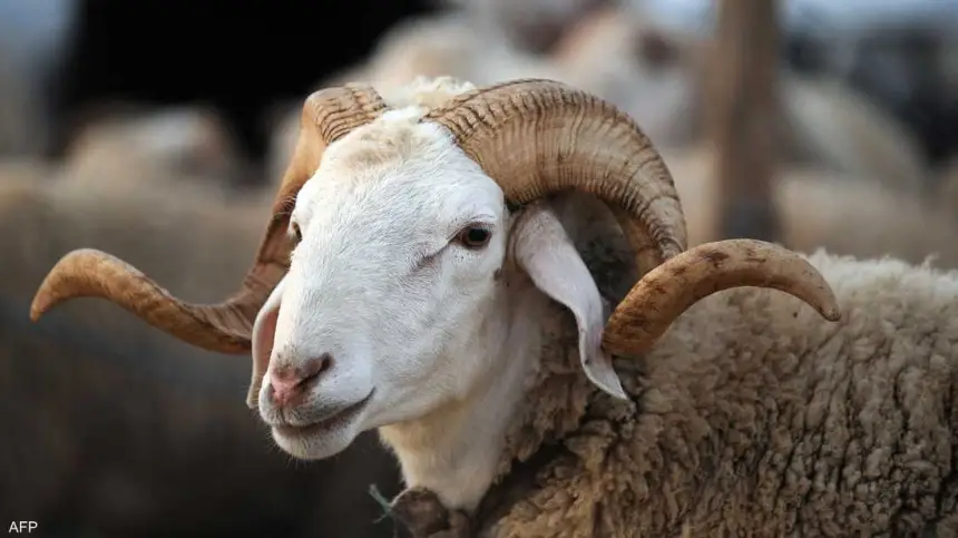 بين الوجوب والسنّة والإنكار.. الاتجاهات الفقهية الثلاثة في حكم أضحية العيد