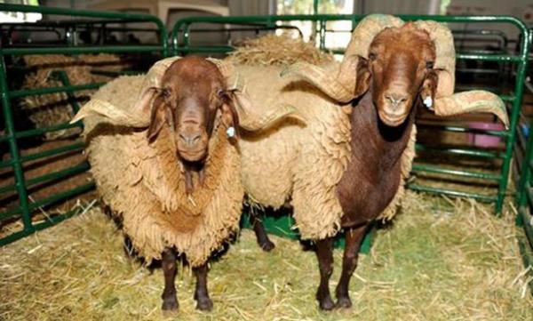 مع اقتراب عيد الاضحى.. ماذا تعرف عن سلالة "أبي الجعد" أو الأغنام الصفراء"؟