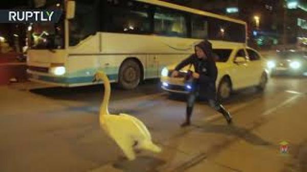 بجعة تخلق فوضى في طريق مروري