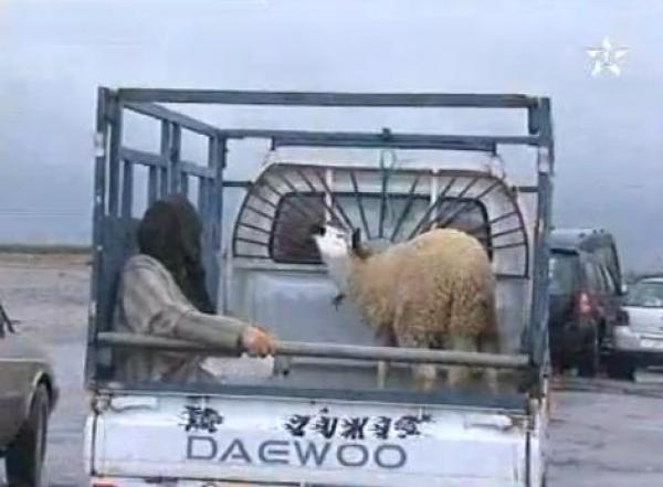 الأضحية بين العرف والشريعة 