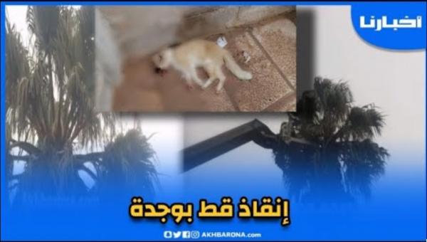 لحظة إنقاذ قط بعد أن علق فوق نخلة وسط مدينة وجدة