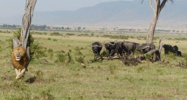 بالصور .. قطيع من الجاموس يحاصر أسد في كينيا