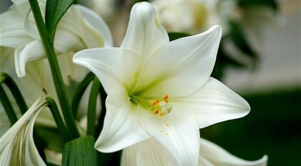 نباتات مهددة بالانقراض بسبب الاستخدام المفرط لها في الطب البديل