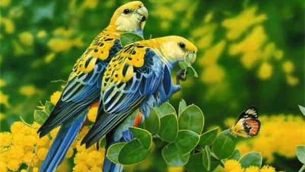 قرية هندية تقيم حفل زفاف لعصفورين