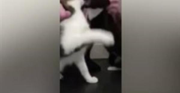 بالفيديو.. لقطات مروعة لرجل يجبر قطتين على المبارزة ويعلقهما في السقف