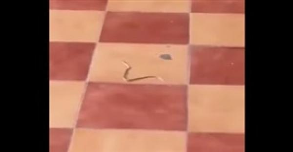 بالفيديو.. ثعابين تثير رعب الفتيات داخل مدرسة بالمدينة المنورة