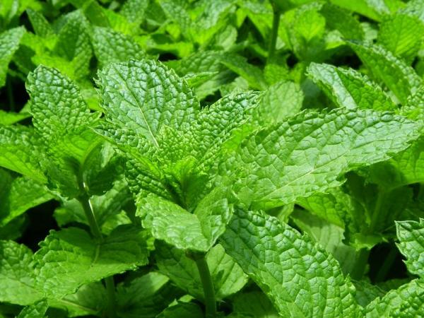 النعناع الحل الأمثل للآلام المزمنة