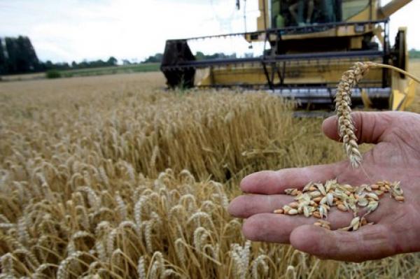 الوفا : لا ارتفاع في سعر الخبز ما دام القمح اللين مدعما