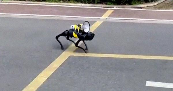 الصين تستعين ب "كلاب آلية مرعبة" بشوارع شنغهاي لتنفيذ حظر كورونا