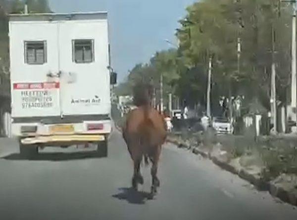 حصان يركض 8 كيلومترات خلف سيارة إسعاف حملت شقيقته المريضة(فيديو)