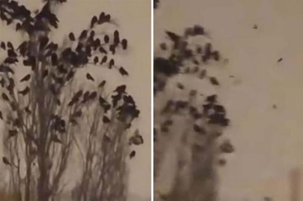 فيديو متداول لهيجان الطيور في تركيا  قبيل الزلزال