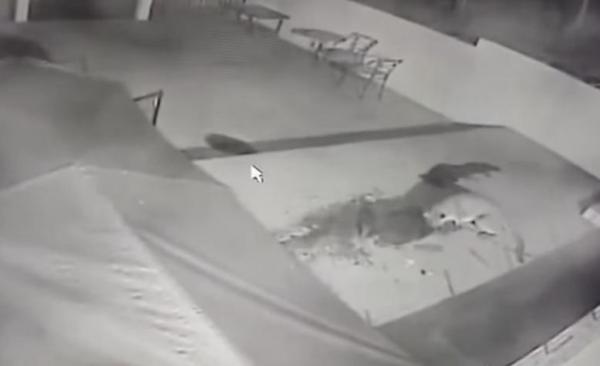 بالفيديو: أسد جبلي يهاجم كلباً مربوطاً في فناء منزل