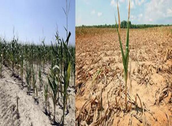 مليارا يورو خسائر المزارعين الرومانيين بسبب الجفاف