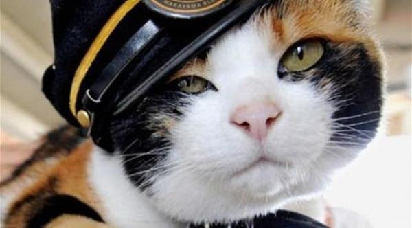 اليابان تقيم جنازة رسمية للقطة تاما "ناظرة" محطة القطار