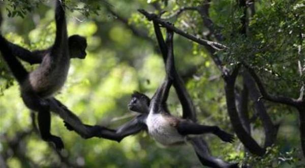 سرقا قرداً من حديقة الحيوانات لتقديمه هدية إلى ابنتهما