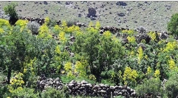 علماء يكتشفون نباتا معجزة يعمل كعلاج شامل للأمراض