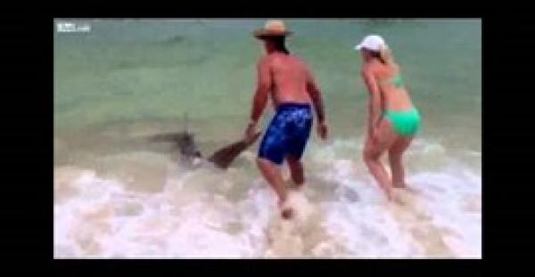 بالفيديو : سائح يمسك سمكة قرش بيده ليلهو بها مع صديقاته